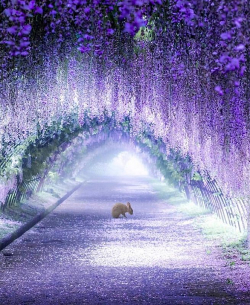 Красиво, как в сказке: завораживающие туннели из глицинии в Японии