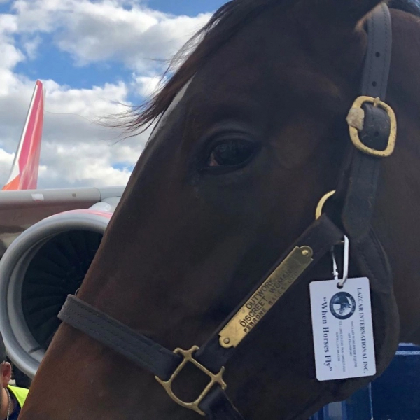 Табун уходит в небо: как лошадей перевозят на самолетах