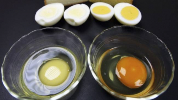 Питательность яичного белка и желтка