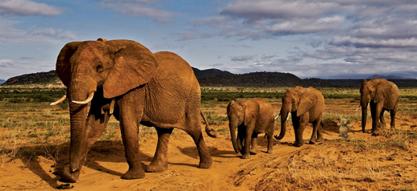 Потерянный плюшевый слоник путешествует по миру